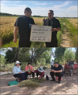 中国人寿财险巴彦淖尔市中心支公司与五原县农牧局开展小麦产量评估工作